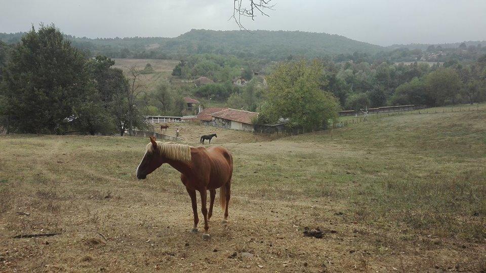 מלון Ecopark אלנה מראה חיצוני תמונה